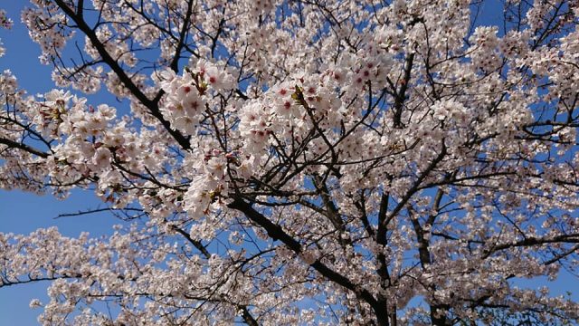 桜が見頃です。